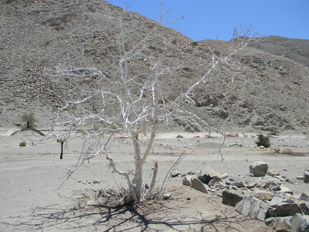 Foto: Arbol - Inca De Oro (Atacama), Chile