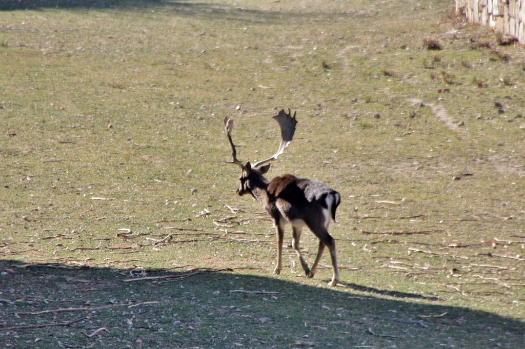 Foto: Ciervos en el castillo de Sant Ferran - Figueres (Girona), España