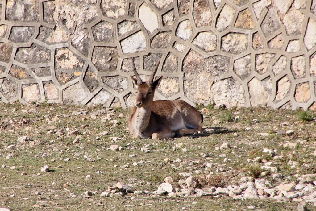 Foto: Ciervos en el castillo de Sant Ferran - Figueres (Girona), España