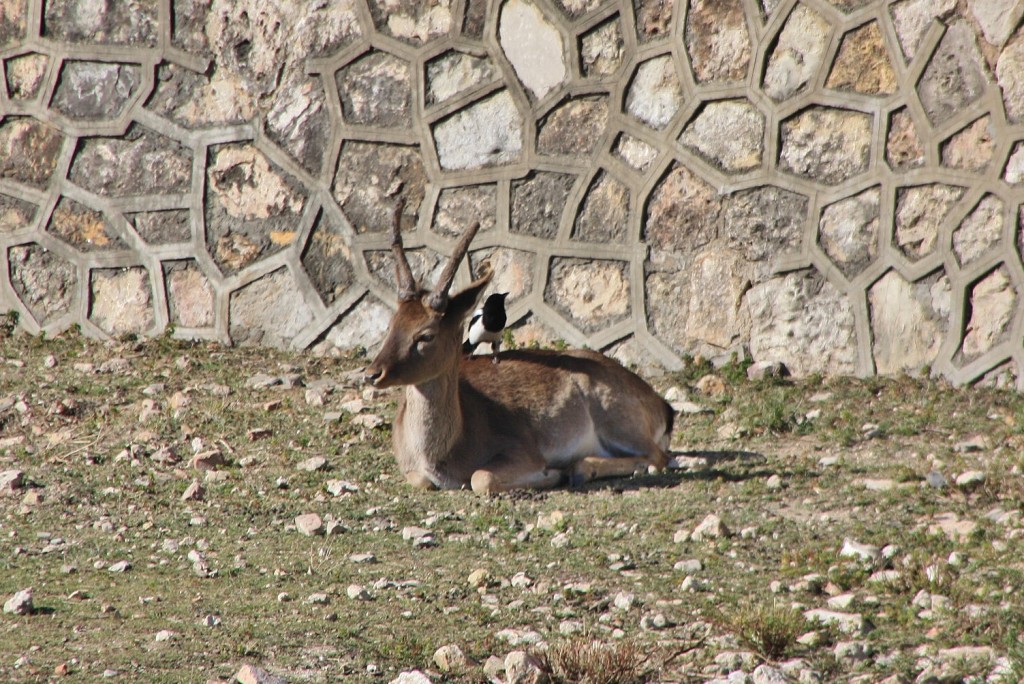 Foto: Ciervos en el castillo de Sant Ferran - Figueres (Girona), España