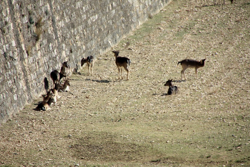 Foto: Ciervos en el castillo de Sant Ferran - Figueres (Girona), España