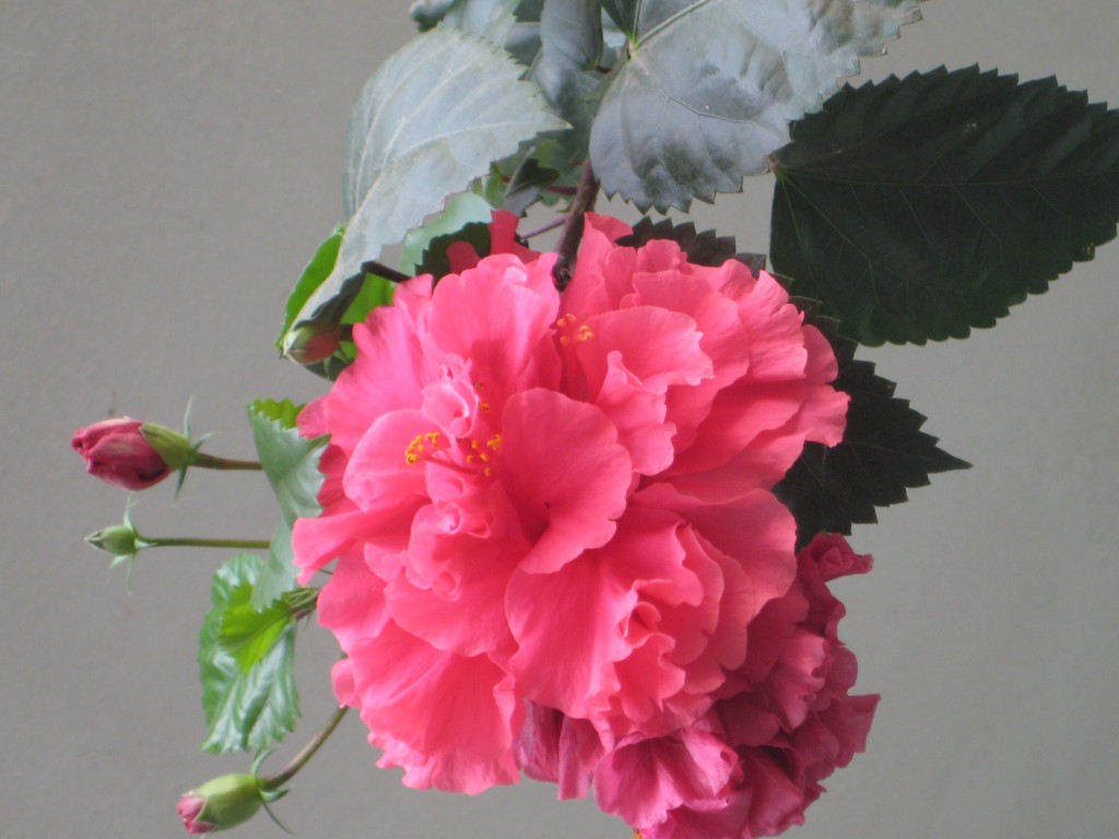 Foto de Tapachula (Chiapas), México