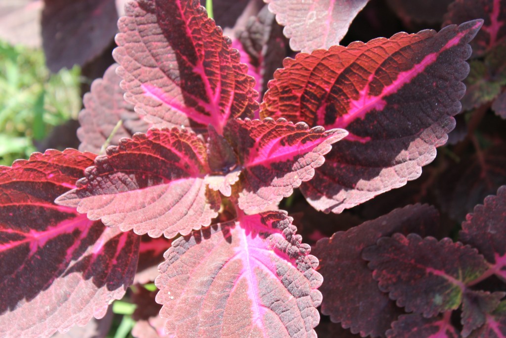 Foto de Tapachula (Chiapas), México