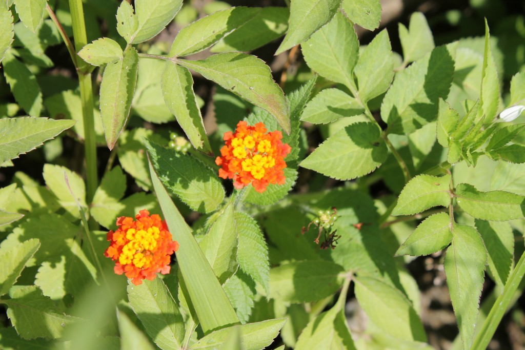 Foto de Tapachula (Chiapas), México
