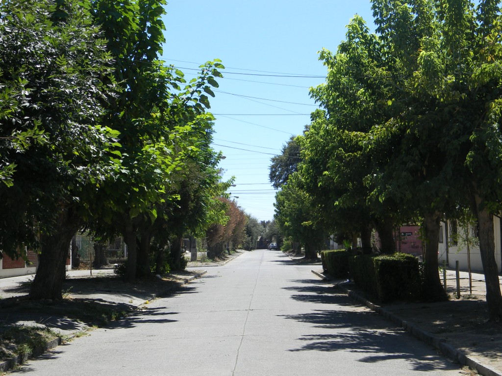 Foto: ARBOLEDA - Rengo (Libertador General Bernardo OʼHiggins), Chile
