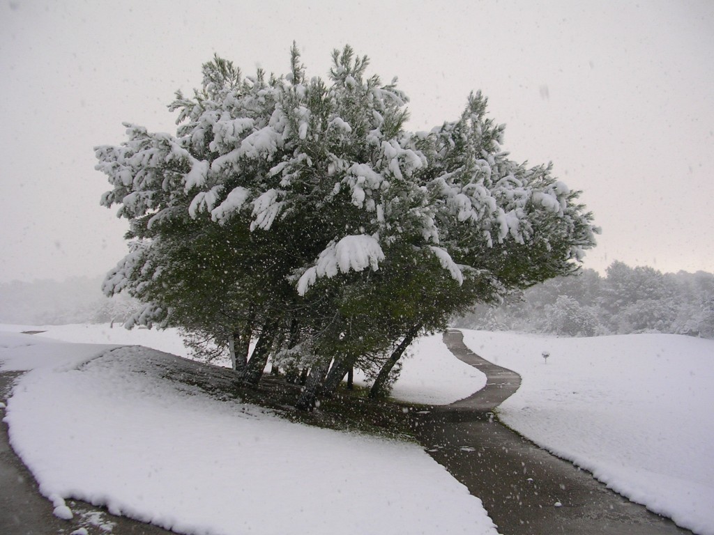 Foto: CAMINOS DEL CAMPO DE GOLF - Palma De Mallorca (Illes Balears), España