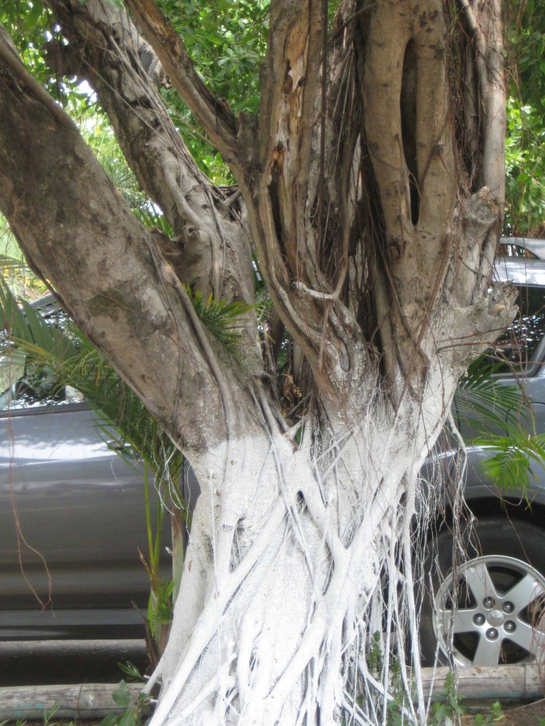 Foto de Tapachula (Chiapas), México