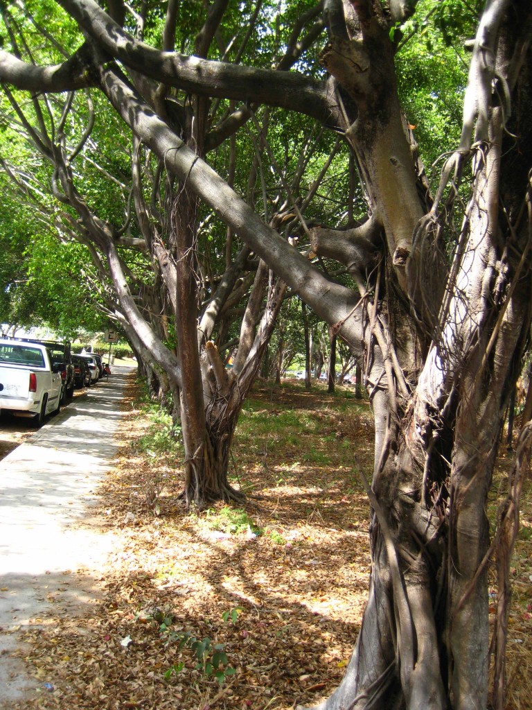 Foto de Tapachula (Chiapas), México
