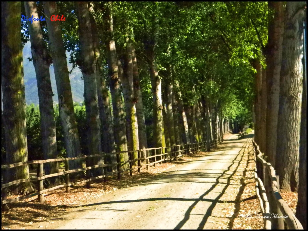 Foto de Doñihue (Libertador General Bernardo OʼHiggins), Chile