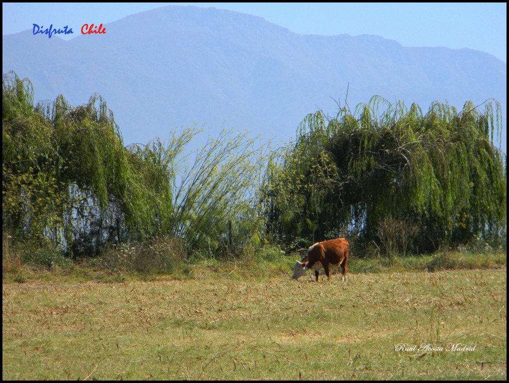 Foto de Olivar (Libertador General Bernardo OʼHiggins), Chile