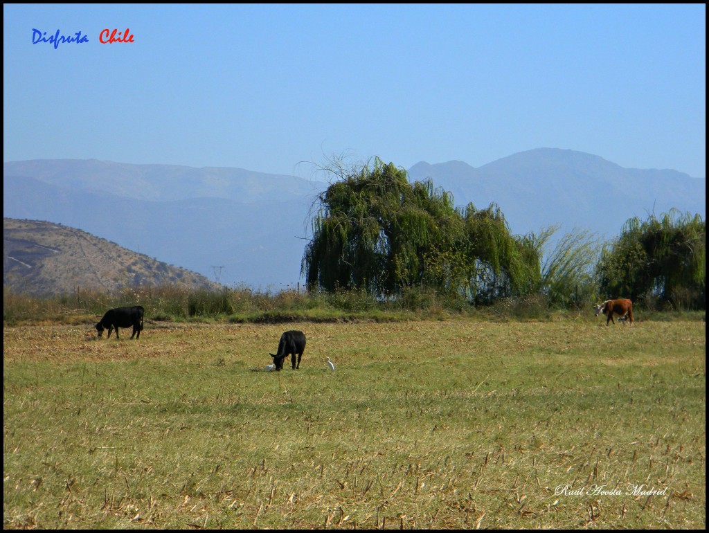 Foto de Olivar (Libertador General Bernardo OʼHiggins), Chile