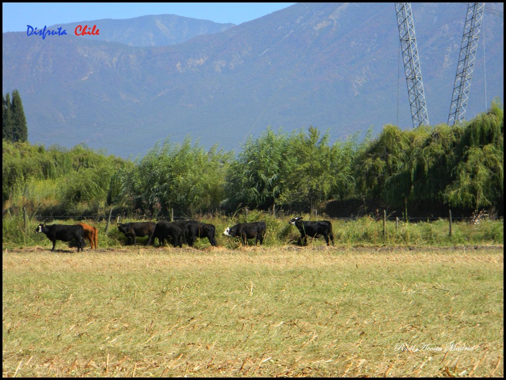 Foto de Olivar (Libertador General Bernardo OʼHiggins), Chile