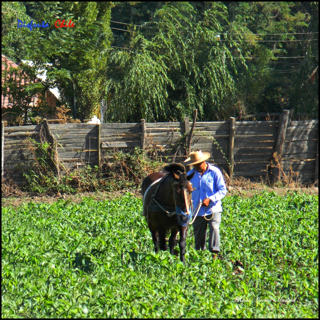 Foto de Copequén (Libertador General Bernardo OʼHiggins), Chile
