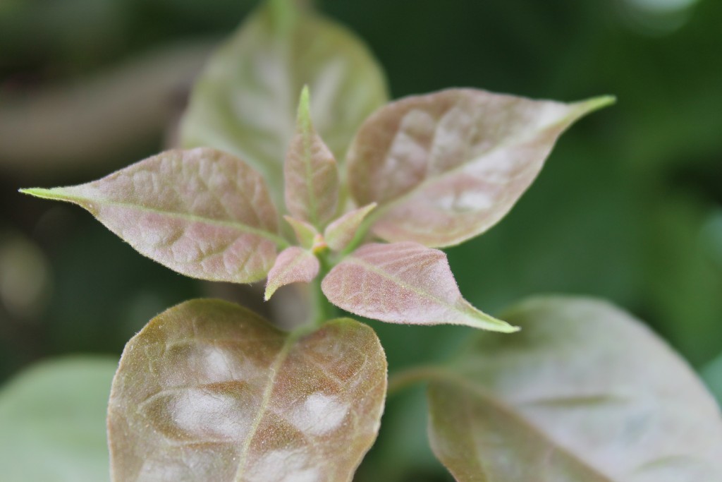 Foto de Tapachula (Chiapas), México