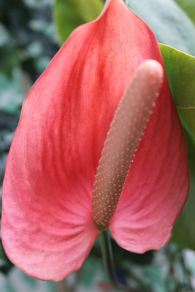Foto de Tapachula (Chiapas), México