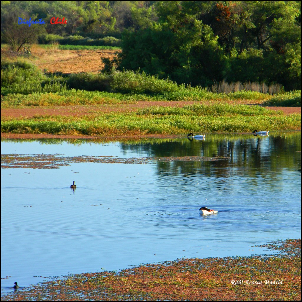 Foto de Marchigüe (Libertador General Bernardo OʼHiggins), Chile