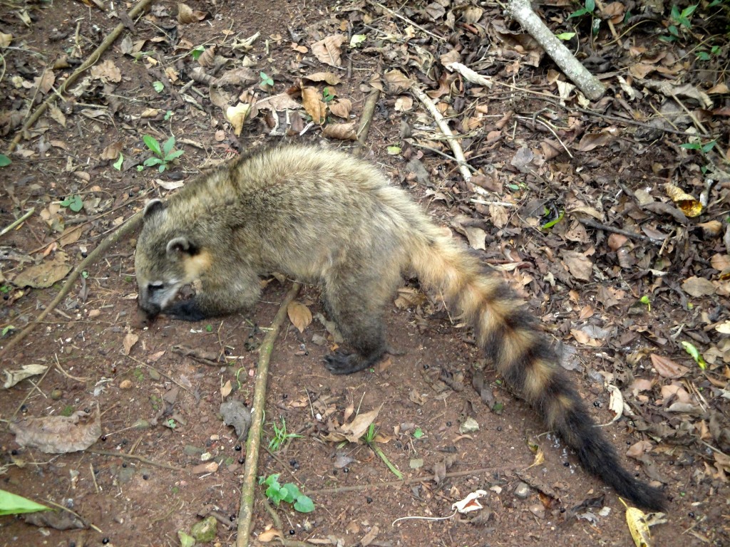 Foto: Coatí hambriento - Puerto Iguazú (Misiones), Argentina