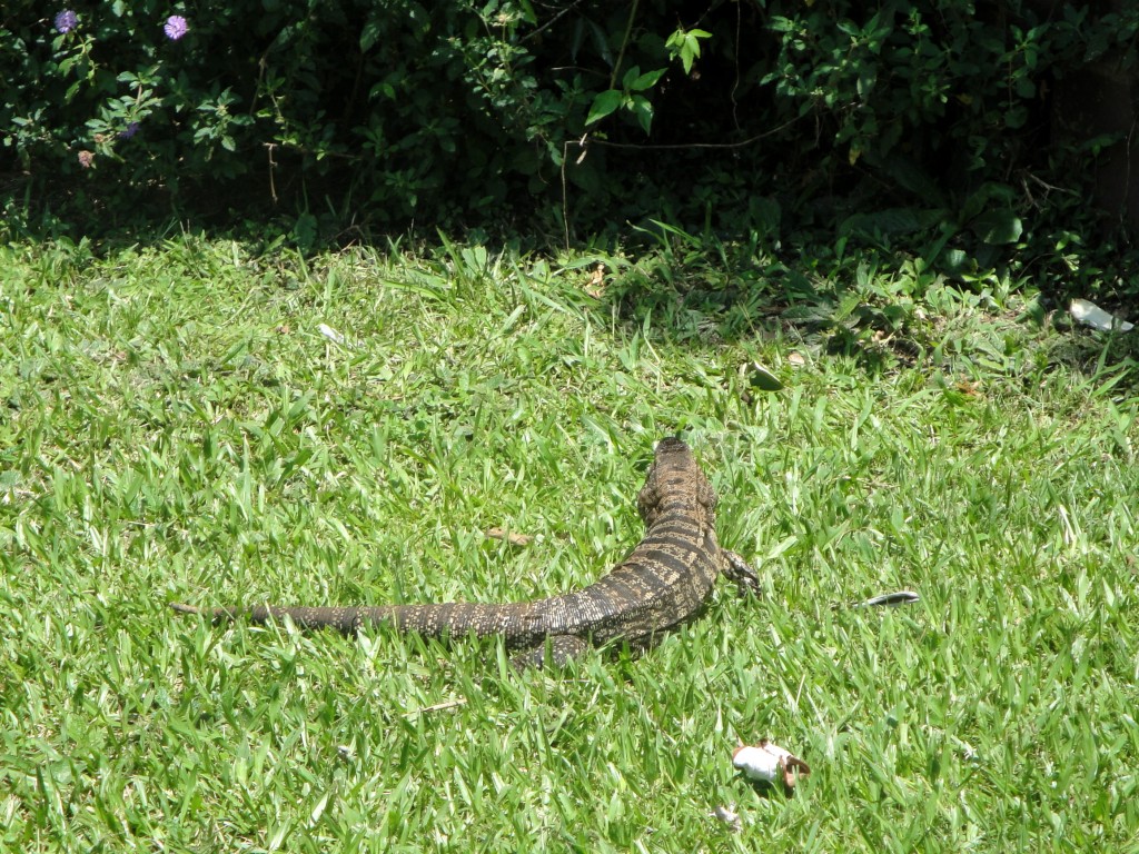 Foto: Lagarto Overo - Puerto Iguazú (Misiones), Argentina