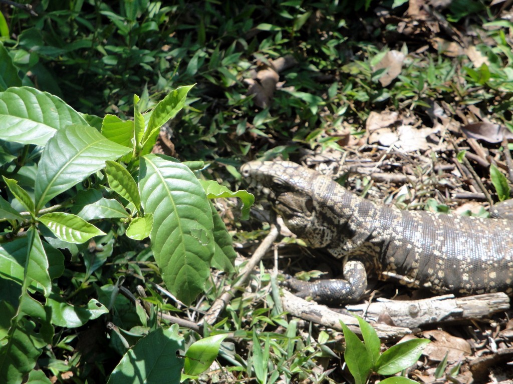 Foto: Lagarto Overo - Puerto Iguazú (Misiones), Argentina