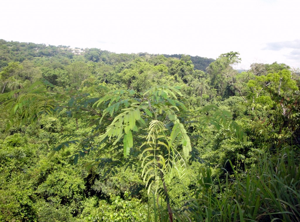 Foto: Circuito Superior - Puerto Iguazú (Misiones), Argentina