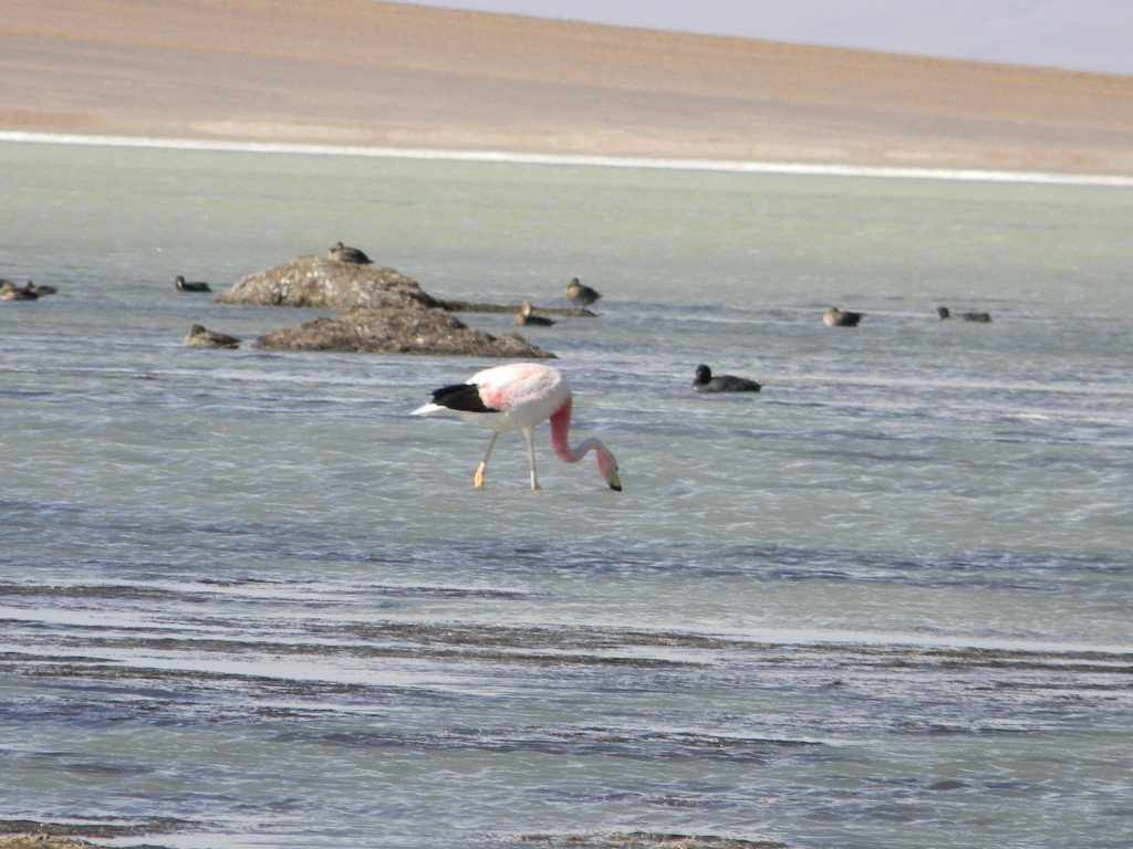 Foto: LAGUNA SANTA ROSA - Copiapo (Atacama), Chile