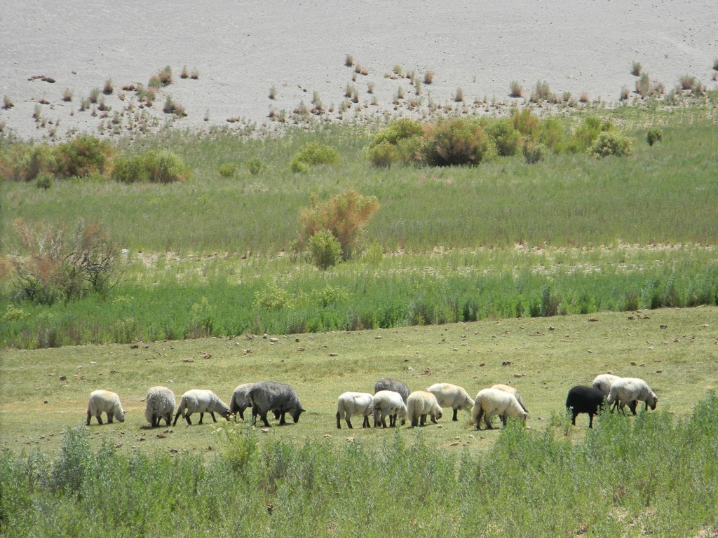 Foto: SUBIENDO A LAGUNA SANTA ROSA - Copiapo (Atacama), Chile