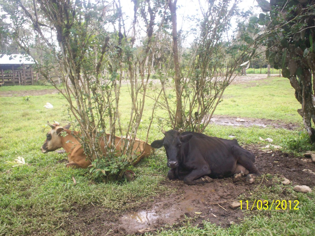 Foto de Sarapiqui (Heredia), Costa Rica