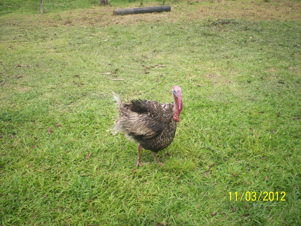 Foto de Fatima De Sarapiqui (Heredia), Costa Rica