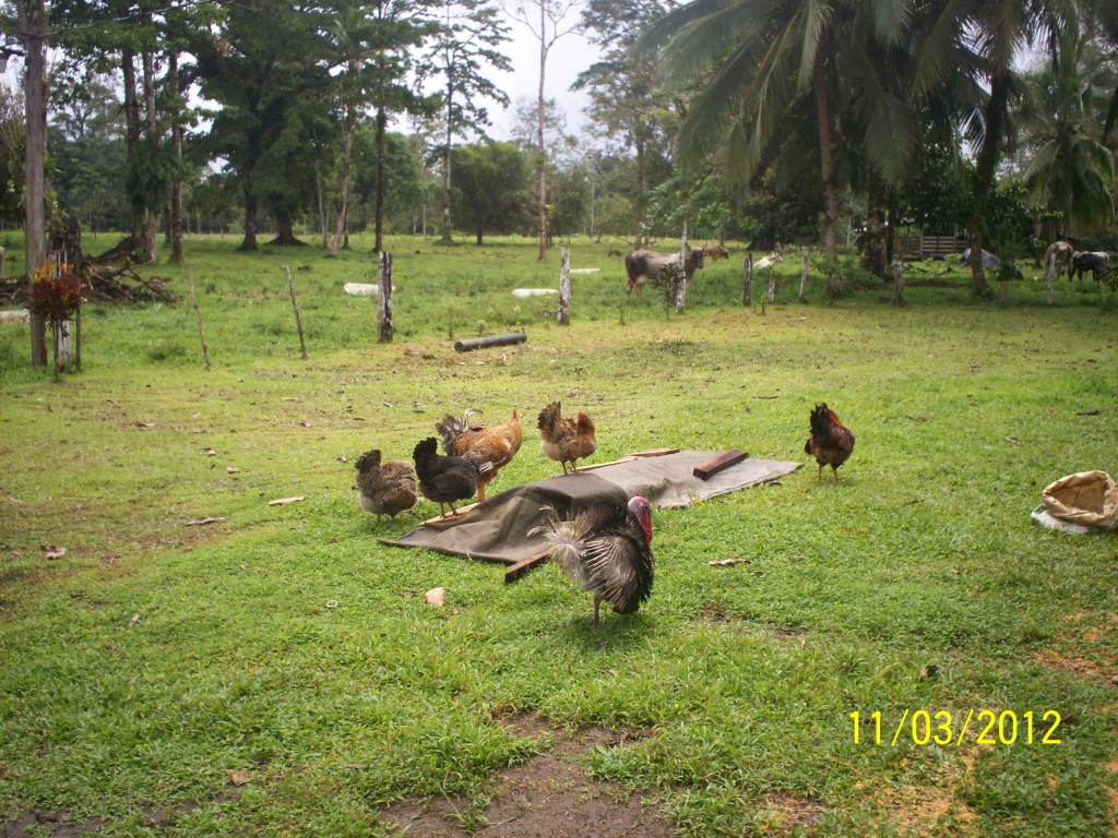 Foto de Fatima De Sarapiqui (Heredia), Costa Rica