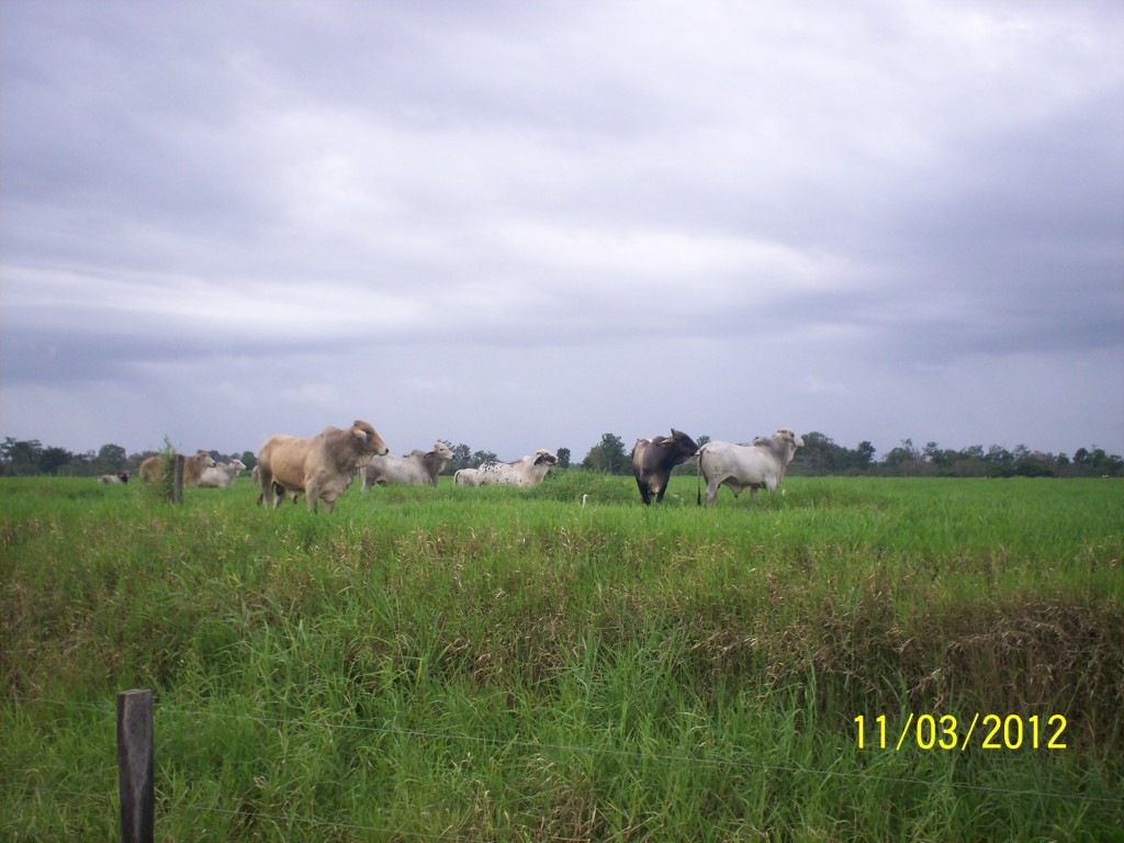 Foto de Fatima De Sarapiqui (Heredia), Costa Rica