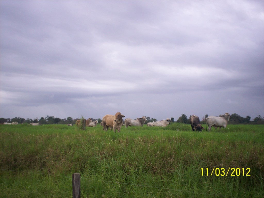 Foto de Fatima De Sarapiqui (Heredia), Costa Rica