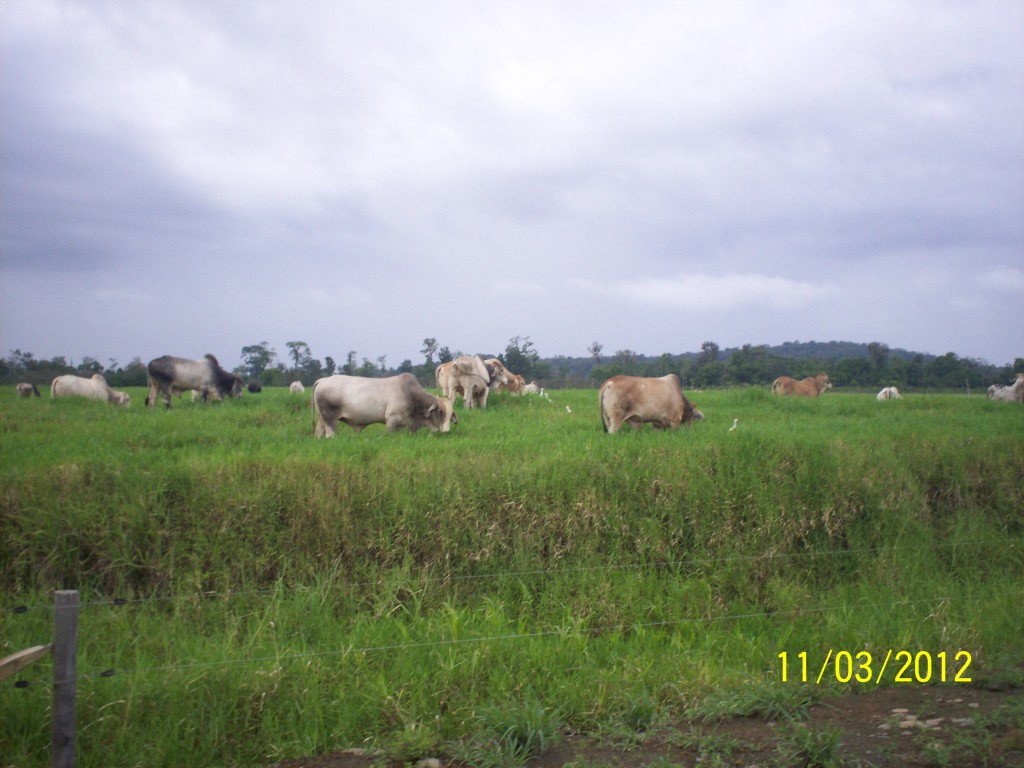 Foto de Fatima De Sarapiqui (Heredia), Costa Rica