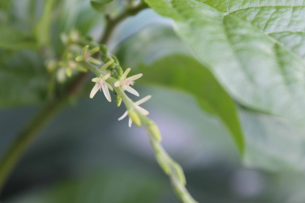 Foto de Tapachula (Chiapas), México