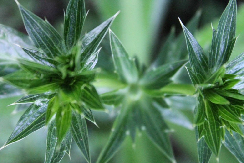 Foto de Tapachula (Chiapas), México