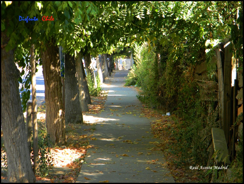 Foto de Codegua (Libertador General Bernardo OʼHiggins), Chile
