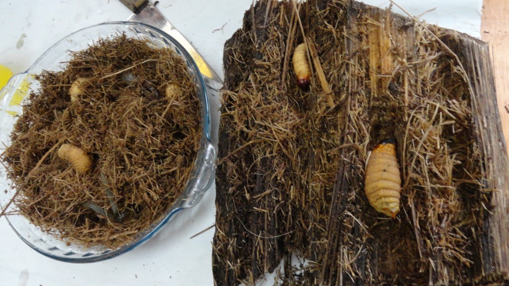 Foto: Chontacuro - Puyo (Veracruz) (Pastaza), Ecuador