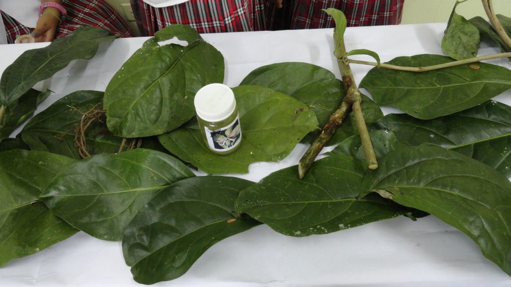 Foto: Ajo de monte - Puyo (Veracruz) (Pastaza), Ecuador