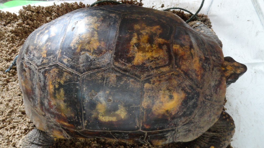 Foto: Tortuga - Puyo (Veracruz) (Pastaza), Ecuador