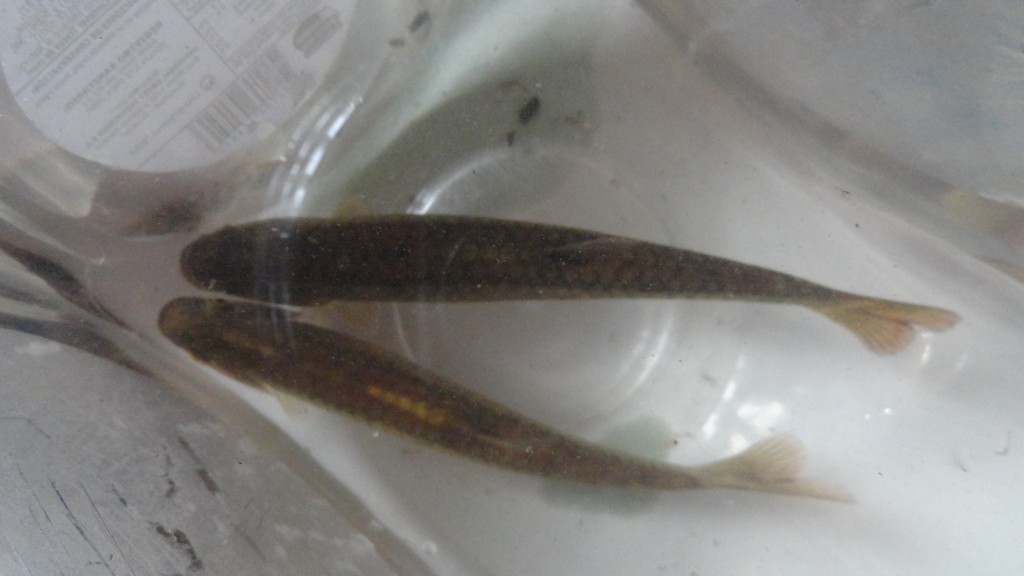 Foto: Churupindos - Puyo (Veracruz) (Pastaza), Ecuador