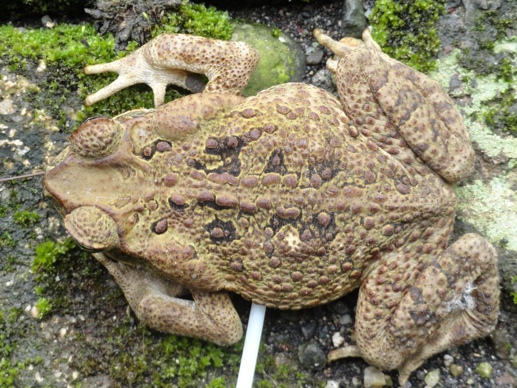 Foto: Rana - Mera (Pastaza), Ecuador