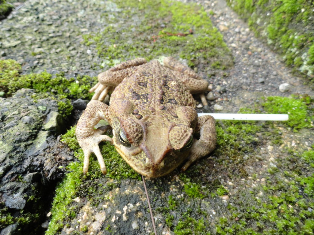Foto: Rana - Mera (Pastaza), Ecuador