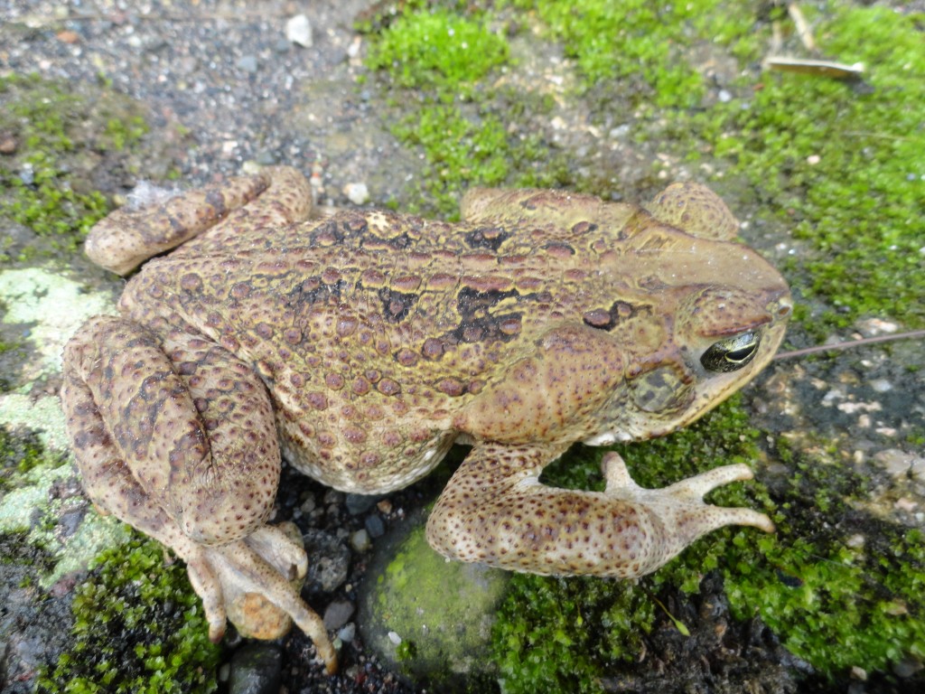 Foto: Rana - Mera (Pastaza), Ecuador
