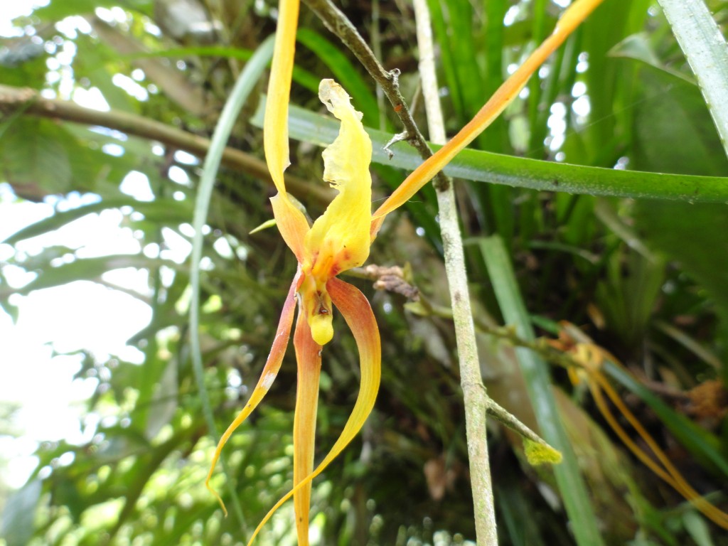Foto: Orquídea - Shell (Pastaza), Ecuador