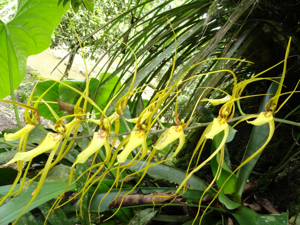Foto: Orquídea - Shell (Pastaza), Ecuador