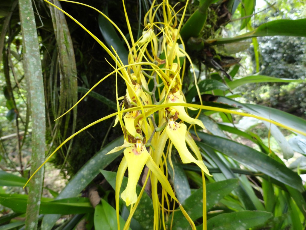 Foto: Orquídea - Shell (Pastaza), Ecuador
