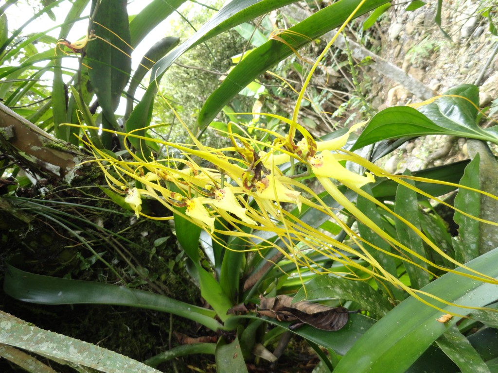 Foto: Orquídea - Shell (Pastaza), Ecuador