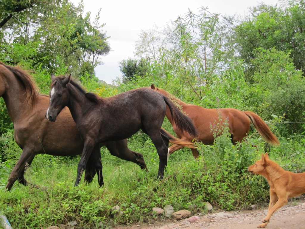 Foto: Purmamarca. - Jujuy, Argentina