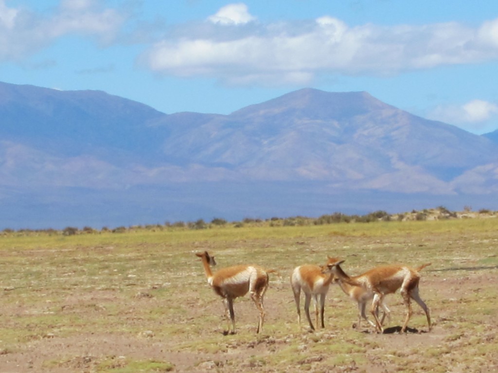 Foto: Salinas Grandes. - Jujuy, Argentina