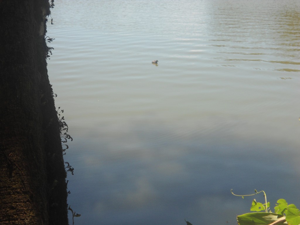 Foto: LAGUNA DE FRAIJANES (Fraijanes De San Isidro De Alajuela) - Fraijanes (Alajuela), Costa Rica