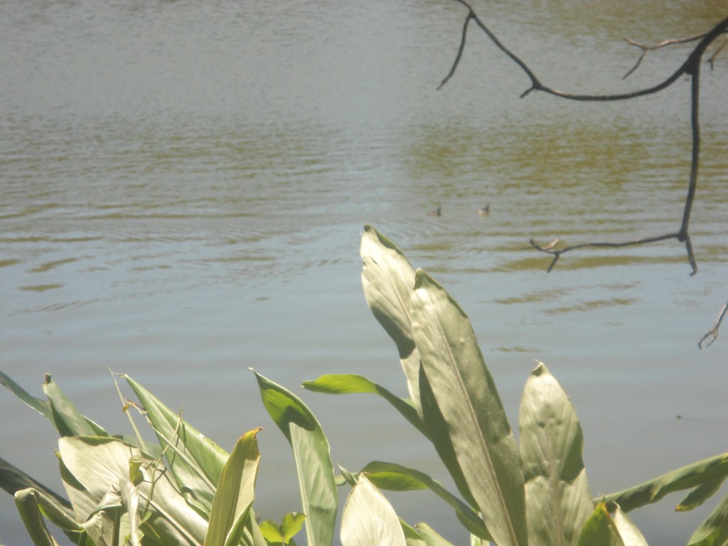 Foto: Laguna De  Fraijanes (Fraijanes De San Isidro De Alajuela) - Fraijanes (Alajuela), Costa Rica